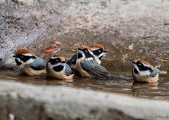 Black-Throated Bushtit photo 2