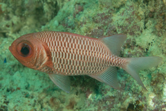 Myripristis hexagona