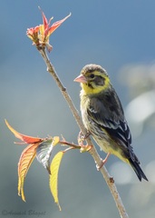 Yellow-Breasted Greenfinch photo 2