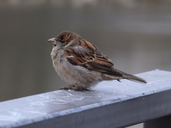 Passer domesticus