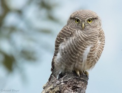 Asian Barred Owlet photo 4
