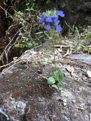 Salvia lasiocephala