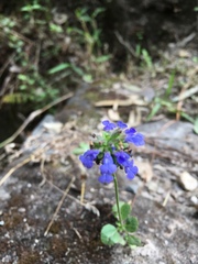 Salvia lasiocephala