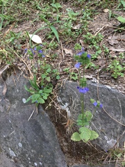 Salvia lasiocephala