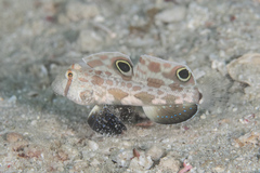 Signigobius biocellatus