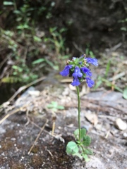 Salvia lasiocephala