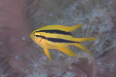 Neoglyphidodon nigroris