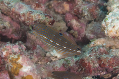 Halichoeres melanurus