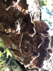 Trichaptum abietinum image