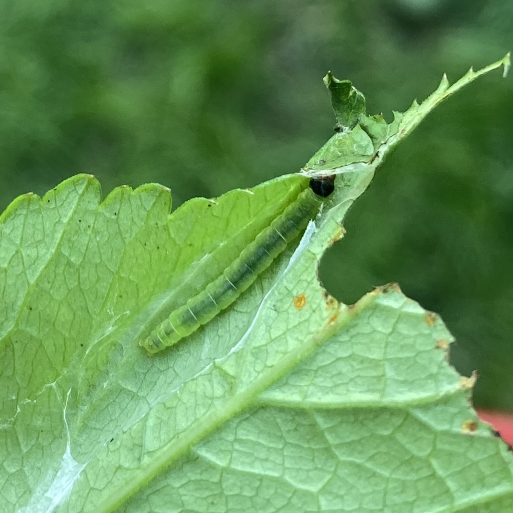 Curved-line Agonopterix