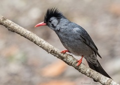 Black Bulbul photo 3