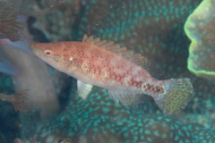 Oxycheilinus orientalis