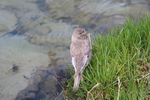 Leucosticte arctoa