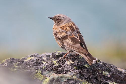 Altai Accentor (Prunella himalayana), photo 5