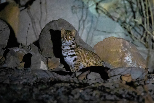 Mainland Leopard Cat
