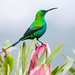 Southern Malachite Sunbird - Photo (c) John Gale, some rights reserved (CC BY-NC), uploaded by John Gale