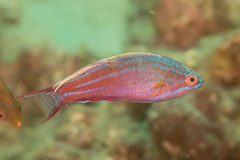 Paracheilinus cyaneus