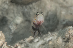 Amblyeleotris guttata