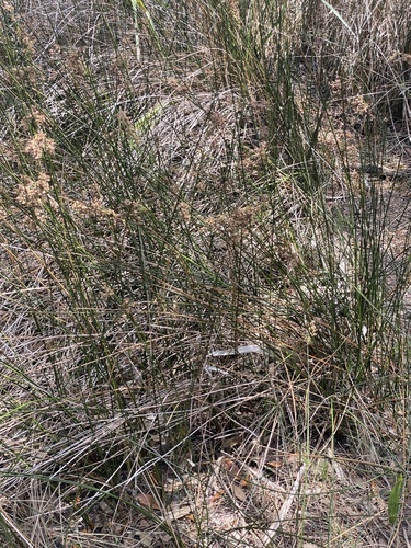 Needlegrass rush (Juncus roemerianus)