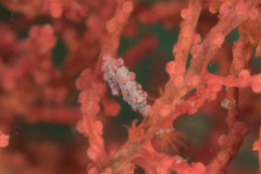 Hippocampus bargibanti