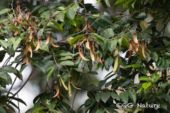 Hopea chinensis, photograph (c) Wang.QG, some rights reserved (CC BY)