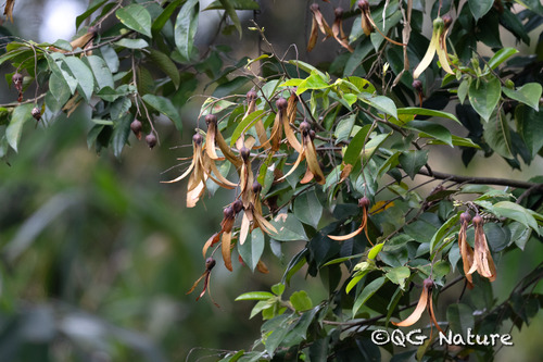 Chinese Hopea (Hopea chinensis)