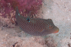 Canthigaster papua