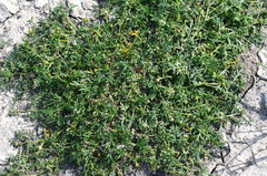 Lepidium coronopus