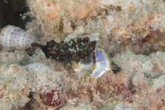 Eurypegasus draconis