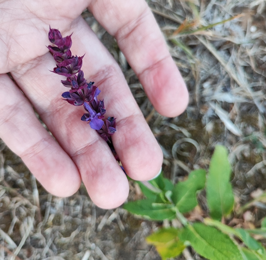 purple-wood-sage-from