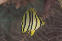 Chaetodon octofasciatus