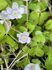 Oxalis montana image