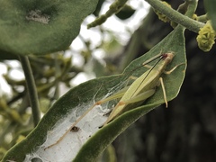 Oecanthus varicornis