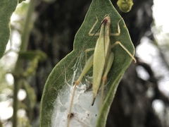 Oecanthus varicornis