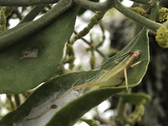 Oecanthus varicornis