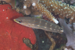 Halichoeres melanurus