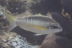 Scolopsis margaritifera