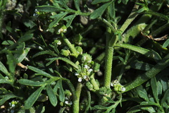 Lepidium coronopus