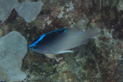 Chrysiptera rollandi