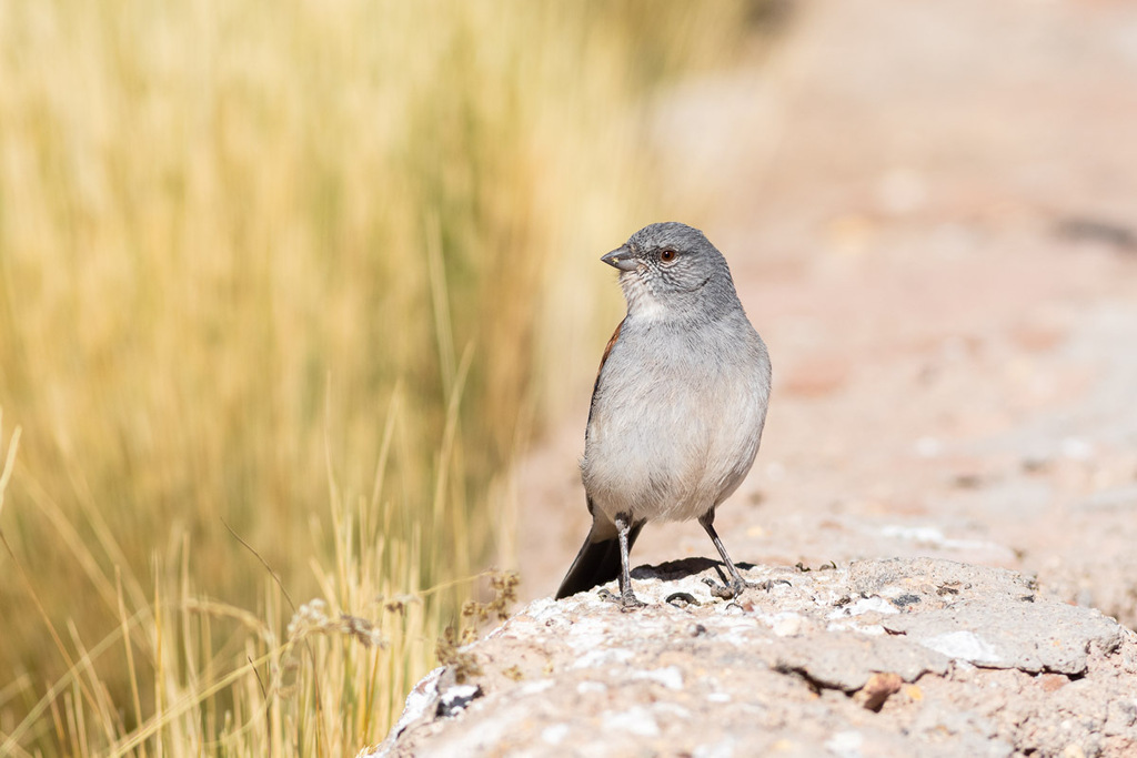 Red-Backed Sierra Finch
