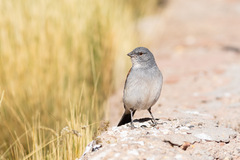 Red-Backed Sierra Finch photo 1
