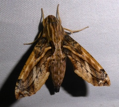 Eupanacra variolosa