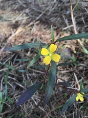 Ludwigia maritima
