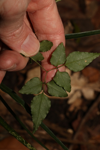 Image of Jasminum singuliflorum by (c) Greg Tasney, some rights reserved (CC BY-SA)