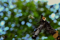 Orchid (Barkeria)