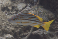 Lutjanus carponotatus