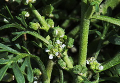Lepidium coronopus