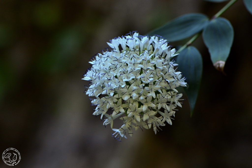 Bouvardia quinquenervata