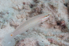 Amblygobius decussatus