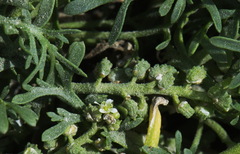 Lepidium coronopus